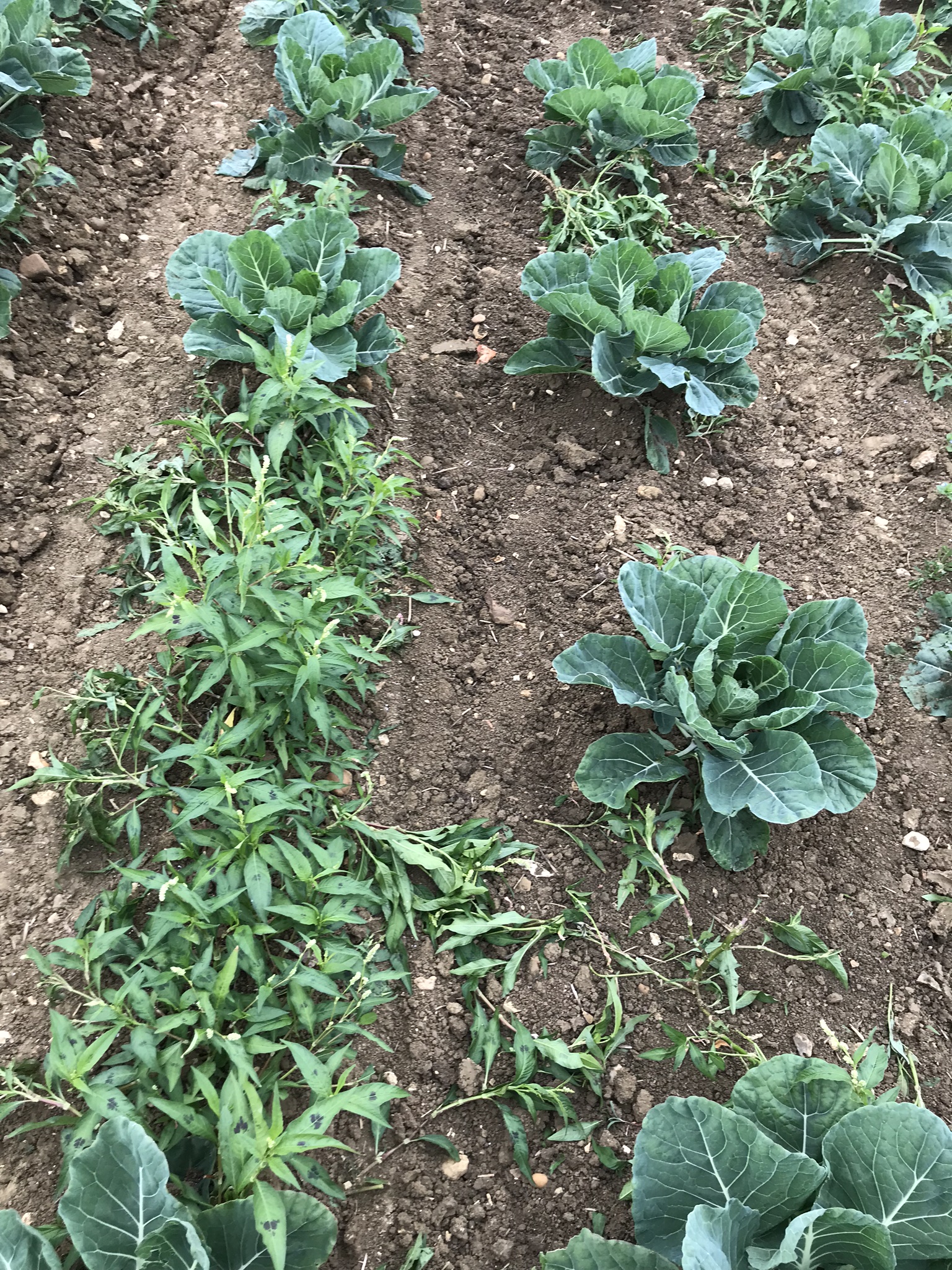 Can’t Afford To Waste It – How To Cut Fertiliser Costs With Precision System